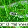 Snake in the yard great for fighting Lyme