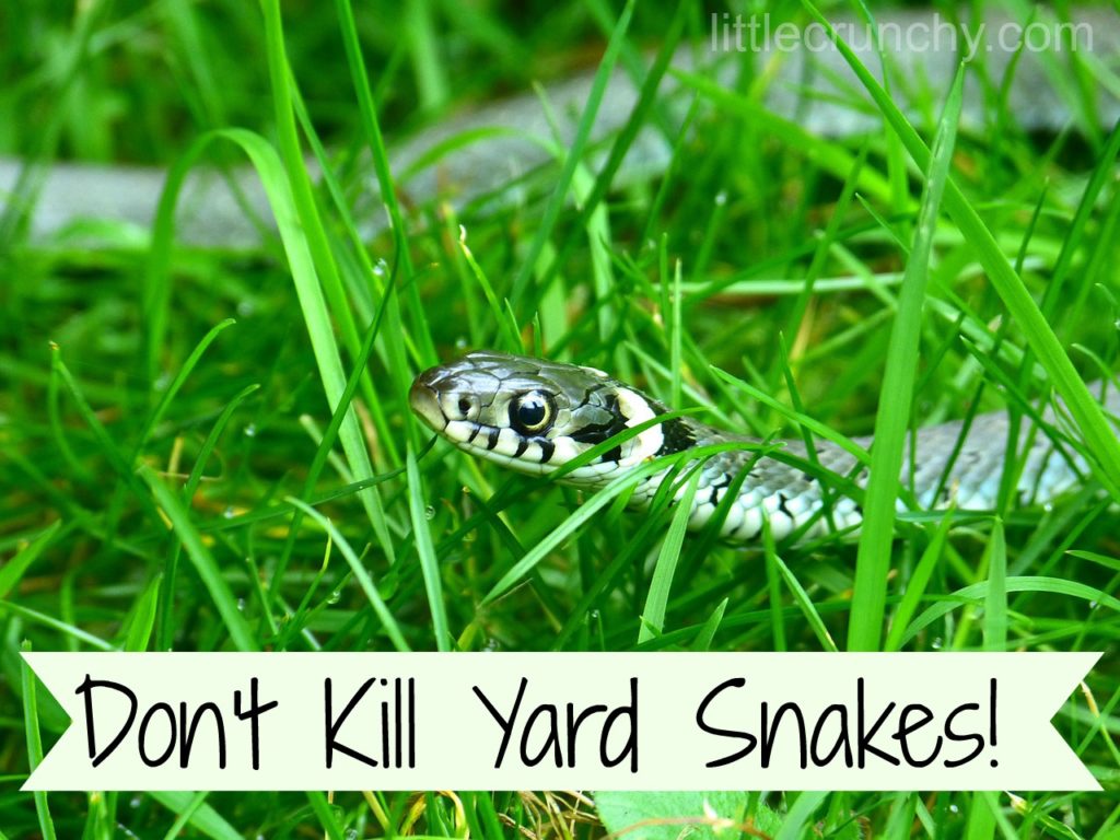 Snake in the yard great for fighting Lyme