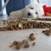 What Your Dog Should Be Eating: Knowing Your Furry Friend’s Nutritional Needs