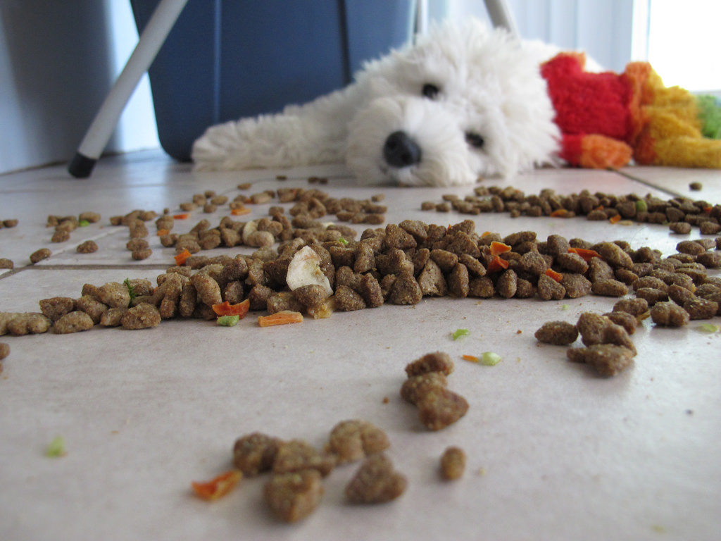 What Your Dog Should Be Eating: Knowing Your Furry Friend’s Nutritional Needs